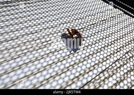 Cicale morte sul balcone in estate. Estate in Giappone. Foto Stock