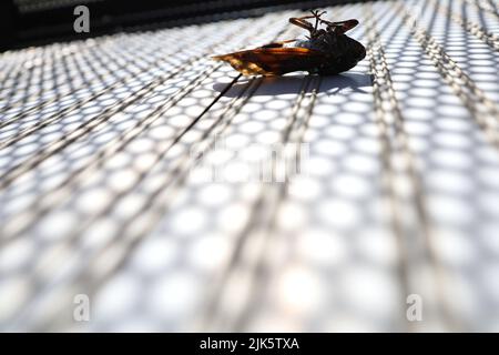 Cicale morte sul balcone in estate. Estate in Giappone. Foto Stock