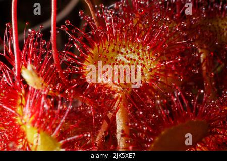 Singola foglia di melma carnivora a foglia tonda (Drosera rotundifolia) con tentacoli appiccicosi, Norvegia settentrionale Foto Stock