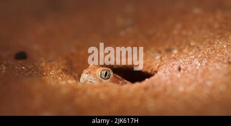 Comune Barking Gecko (Ptenopus garrulus) Kalahari, Sudafrica Foto Stock