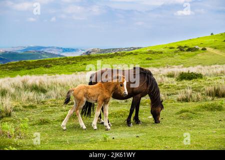 Pony selvaggio della montagna gallese con un nemico nelle montagne di Carneddau del nord Parco Nazionale di Snowdonia sopra la costa del Galles del Nord. Penmaenmawr, Conwy, Galles, Regno Unito Foto Stock