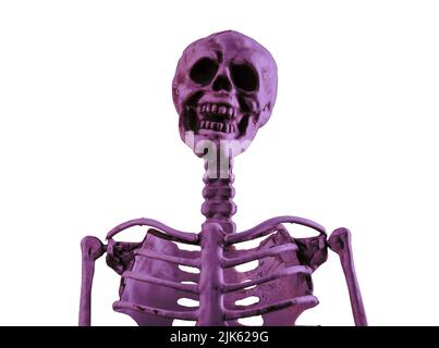 Scheletro umano viola isolato su sfondo bianco. Cranio, vertebra, scapola, clavicola. Halloween giorno, orrore, concetto di educazione medica. Foto di alta qualità Foto Stock