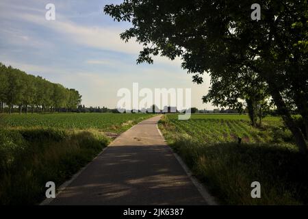 Strada di campagna delimitata da campi incorniciati da un albero che arcate su di essa Foto Stock