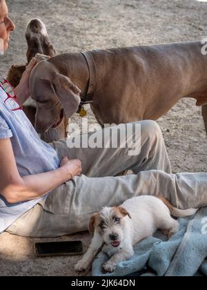 Padrona di cane con i suoi tre cani: Un cucciolo Jack Russell, un puntatore tedesco e un Weimaraner, che trascorrono del tempo insieme in giardino. Foto Stock