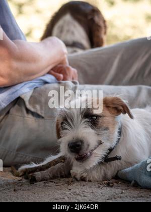 Quattro mesi Jack Russell Terrierberting un piccolo rametto di legno, con il suo proprietario in background. Foto Stock