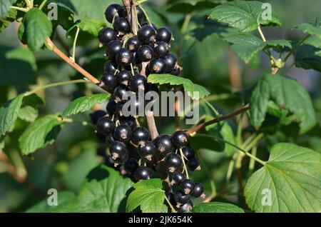 Grappoli di ribes nero maturo con foglie verdi su un ramo nel giardino. Il concetto di giardinaggio organico. Foto Stock