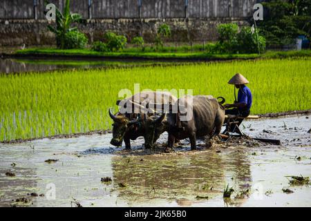 Coltivatore arando risaie con buoi o bufali in Indonesia Foto Stock