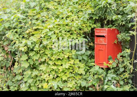 uk casella postale rossa circondata da un'area di copia di arbusti Foto Stock