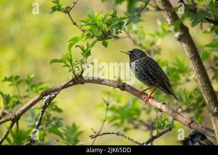 Starreda comune (Sturnus vulgaris) su un ramo Foto Stock