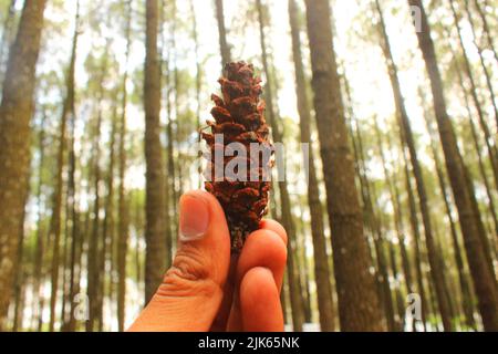 cono di pino marrone, seme di pino sulla foresta di pino Foto Stock