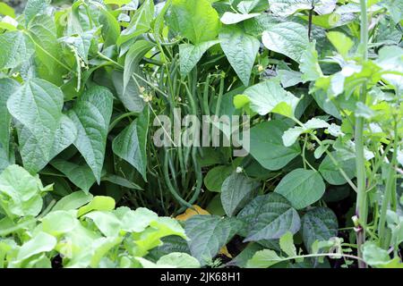 Fagioli verdi nani che crescono su un letto in giardino. Giardino di verdure proprio. Foto Stock