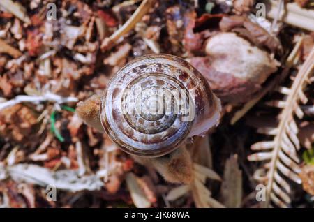 vista estremamente dettagliata di una lumaca spiralizzata shell Foto Stock