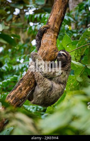 Panama fauna selvatica con un trio sloth, Bradypus variegatus, arrampicata su un albero in una foresta pluviale vicino Albrook, Città di Panama, Repubblica di Panama. Foto Stock