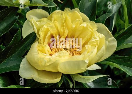 Bella peonia gialla in una giornata di primavera al Lyndale Park Rose Garden a Minneapolis, Minnesota USA. Foto Stock