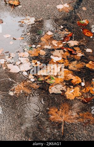 Budino autunnale con riflessi di alberi e foglie gialle cadute. Giorno nuvoloso dopo la pioggia. Sfondo naturale. Previsioni meteo piovose Foto Stock
