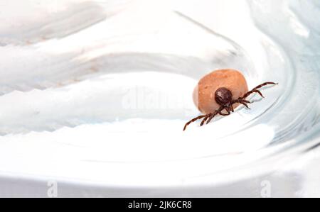 Spuntare l'insetto isolato su sfondo bianco. Un parassita che diffonde una malattia. Una zecca di insetto piena e pericolosa con un addome grande. Foto Stock