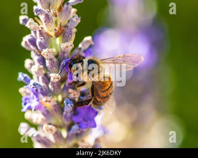 European Honey Bee o Western Honey Bee, API mellifera su fiori di lavanda Foto Stock