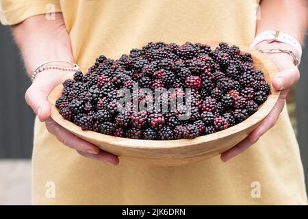 Una donna che tiene una grande ciotola di more selvatiche, Rubus fruticosus. I succhi di frutta sono stati appena raccolti da cespugli di bramble in campagna Foto Stock