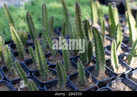 Piantine di gigantea Stapelia in piccoli contenitori di plastica Foto Stock