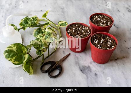Epipremnum Pothos ‘njoy’ piante propagazione da talee in piccoli vasi Foto Stock