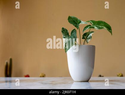 Bella pianta di albo di syngonium in una pentola di ceramica bianca con spazio di copia Foto Stock