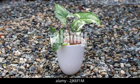 Piccola pianta di syngonium albo variegata in vaso di ceramica bianca Foto Stock