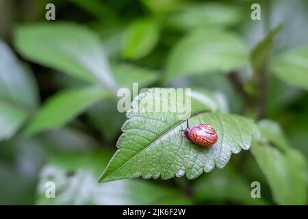 Una lumaca con corna in una conchiglia laccata decorata iridescente su una grande bella foglia verde in serata in giardino. Spazio di copia Foto Stock