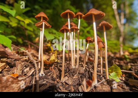 Tronco conico (Parasola conpilus), Pembrokeshire, Galles, UK Foto Stock