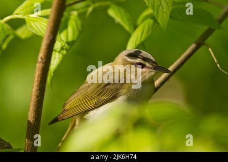 Red-eyed (Vireo Vireo olivaceus) Foto Stock