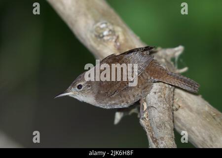 Casa Wren (Troglodytes aedon) Foto Stock