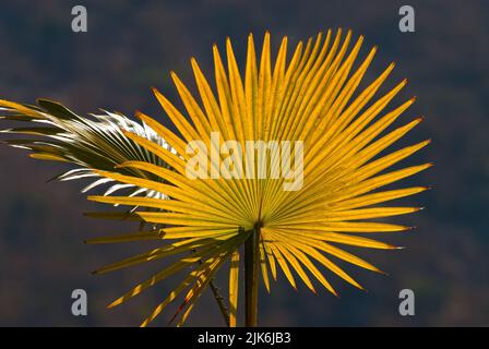 Di foglie di palma in presenza di luce solare Foto Stock