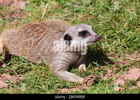 Ritratto di un meerkat (suricata suricatta) rilassante sull'erba in una calda giornata di sole Foto Stock