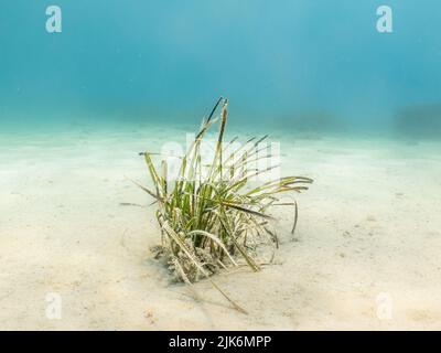 Spiaggia di sabbia. Foto vacanza Mediterraneo. Acqua blu turchese sullo sfondo Foto Stock