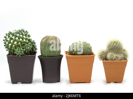 Set di quattro cactus isolati su sfondo bianco - immagine, spazio di copia, Closeup Foto Stock