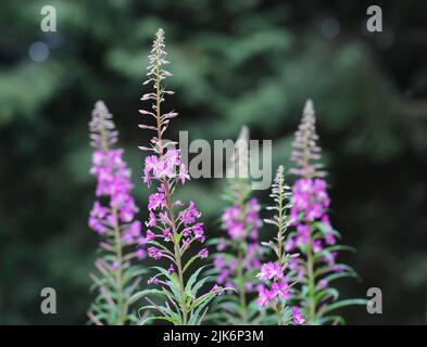 Rosebay Willow Herb - Chamaenerion angustifolium Foto Stock