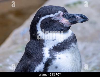 Pinguino Gentoo, Pygoscelis papua, Zoo di Dublino, Phoenix Park, Irlanda Foto Stock