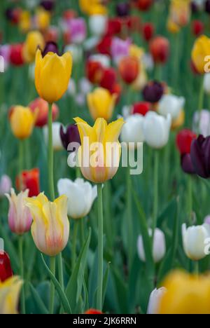 Bella tulipani al giardino botanico montreal in Sprig 2022, Quebec, Canada Foto Stock