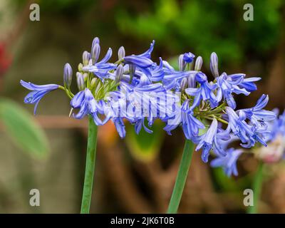 Blu tromba fiori in testa del temibile, estate fioritura perenne, Agapanthus 'Bressingham Blue' Foto Stock