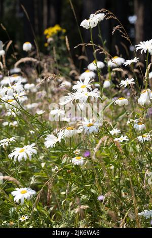 Un giardino con macchia selvaggina, compresi i fiori selvatici e le alte erbe, per aiutare impollinatori e la diversità dell'ecosistema. Foto Stock