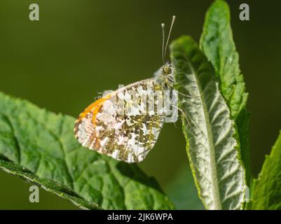 Farfalla a punta arancione con una posizione ad ala chiusa su una foglia Foto Stock