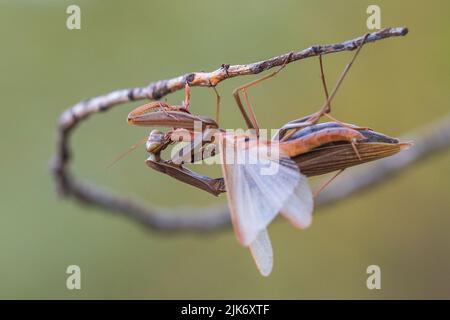 Una femmina che prega la mantide divorando male che prega matis. Cannibalismo. Foto Stock