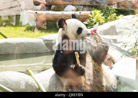 Mosca, Russia. 31st luglio 2022. (220731) -- MOSCA, 31 luglio 2022 (Xinhua) -- panda gigante Ding Ding Ding si nutre di bambù allo Zoo di Mosca, capitale della Russia, il 31 luglio 2022. Lo zoo di Mosca la domenica ha festeggiato i compleanni di due panda giganti Ding Ding e Ru Yi. Il maschio di sei anni Ru Yi è nato il 31 luglio 2016 mentre la femmina di cinque anni Ding Ding è nata il 30 luglio 2017. La coppia arrivò a Mosca nel 2019 dalla provincia sudoccidentale del Sichuan per un programma di ricerca congiunto di 15 anni. (Xinhua/Bai Xueqi) Credit: Xinhua/Alamy Live News Foto Stock