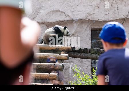 Mosca, Russia. 31st luglio 2022. (220731) -- MOSCA, 31 luglio 2022 (Xinhua) -- i visitatori guardano il panda gigante Ding Ding allo Zoo di Mosca, capitale della Russia, il 31 luglio 2022. Lo zoo di Mosca la domenica ha festeggiato i compleanni di due panda giganti Ding Ding e Ru Yi. Il maschio di sei anni Ru Yi è nato il 31 luglio 2016 mentre la femmina di cinque anni Ding Ding è nata il 30 luglio 2017. La coppia arrivò a Mosca nel 2019 dalla provincia sudoccidentale del Sichuan per un programma di ricerca congiunto di 15 anni. (Xinhua/Bai Xueqi) Credit: Xinhua/Alamy Live News Foto Stock