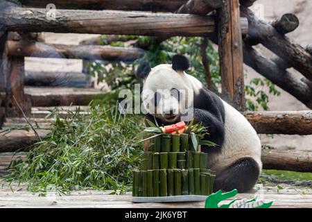 Mosca, Russia. 31st luglio 2022. (220731) -- MOSCA, 31 luglio 2022 (Xinhua) -- panda gigante Ru Yi gode di un pasto di compleanno allo Zoo di Mosca, capitale della Russia, il 31 luglio 2022. Lo zoo di Mosca la domenica ha festeggiato i compleanni di due panda giganti Ding Ding e Ru Yi. Il maschio di sei anni Ru Yi è nato il 31 luglio 2016 mentre la femmina di cinque anni Ding Ding è nata il 30 luglio 2017. La coppia arrivò a Mosca nel 2019 dalla provincia sudoccidentale del Sichuan per un programma di ricerca congiunto di 15 anni. (Xinhua/Bai Xueqi) Credit: Xinhua/Alamy Live News Foto Stock