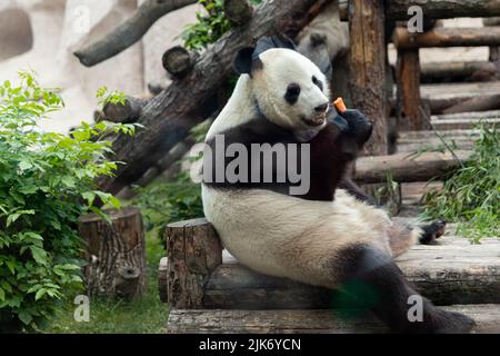 Mosca, Russia. 31st luglio 2022. (220731) -- MOSCA, 31 luglio 2022 (Xinhua) -- panda gigante Ru Yi gode di un pasto allo Zoo di Mosca, capitale della Russia, il 31 luglio 2022. Lo zoo di Mosca la domenica ha festeggiato i compleanni di due panda giganti Ding Ding e Ru Yi. Il maschio di sei anni Ru Yi è nato il 31 luglio 2016 mentre la femmina di cinque anni Ding Ding è nata il 30 luglio 2017. La coppia arrivò a Mosca nel 2019 dalla provincia sudoccidentale del Sichuan per un programma di ricerca congiunto di 15 anni. (Xinhua/Bai Xueqi) Credit: Xinhua/Alamy Live News Foto Stock