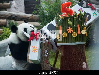 Mosca, Russia. 31st luglio 2022. (220731) -- MOSCA, 31 luglio 2022 (Xinhua) -- panda gigante Ding Ding suona con un giocattolo allo Zoo di Mosca, capitale della Russia, il 31 luglio 2022. Lo zoo di Mosca la domenica ha festeggiato i compleanni di due panda giganti Ding Ding e Ru Yi. Il maschio di sei anni Ru Yi è nato il 31 luglio 2016 mentre la femmina di cinque anni Ding Ding è nata il 30 luglio 2017. La coppia arrivò a Mosca nel 2019 dalla provincia sudoccidentale del Sichuan per un programma di ricerca congiunto di 15 anni. (Xinhua/Meng Jing) Credit: Xinhua/Alamy Live News Foto Stock