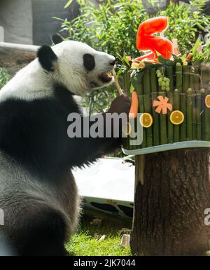 Mosca, Russia. 31st luglio 2022. (220731) -- MOSCA, 31 luglio 2022 (Xinhua) -- panda gigante Ding Ding Ding gode di un pasto di compleanno allo Zoo di Mosca, capitale della Russia, il 31 luglio 2022. Lo zoo di Mosca la domenica ha festeggiato i compleanni di due panda giganti Ding Ding e Ru Yi. Il maschio di sei anni Ru Yi è nato il 31 luglio 2016 mentre la femmina di cinque anni Ding Ding è nata il 30 luglio 2017. La coppia arrivò a Mosca nel 2019 dalla provincia sudoccidentale del Sichuan per un programma di ricerca congiunto di 15 anni. (Xinhua/Meng Jing) Credit: Xinhua/Alamy Live News Foto Stock