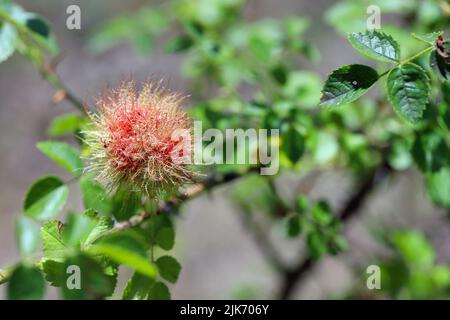 Rosa beduguar gall, Robin's pincushion gall, muschio gall (Diplolepis rosae) su rosa. Foto Stock