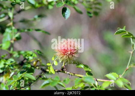 Rosa beduguar gall, Robin's pincushion gall, muschio gall (Diplolepis rosae) su rosa. Foto Stock