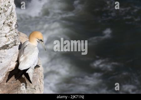 Primo piano di un gannetto settentrionale (Morus fagabana) arroccato su un bordo di una scogliera dal mare del Nord, scogliere di Bempton, Regno Unito. Foto Stock